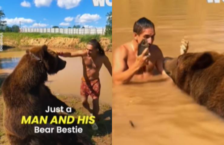 giovane uomo gioca con orso bruno