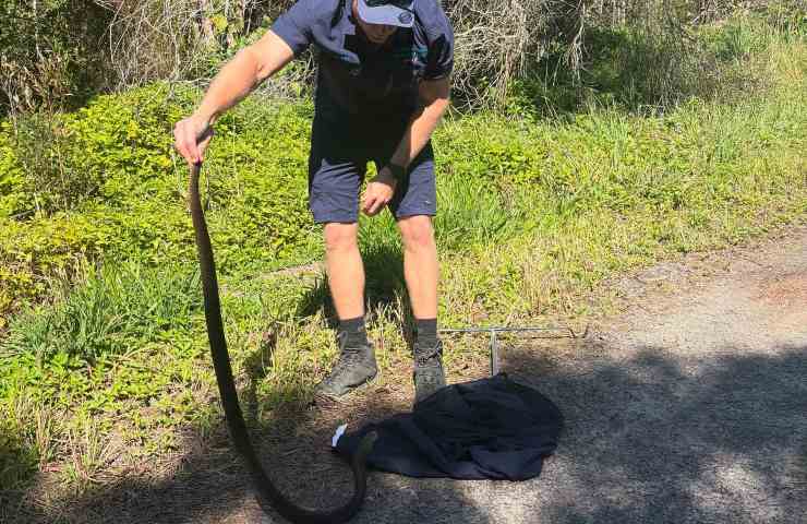 Un recupero di un serpente in corso