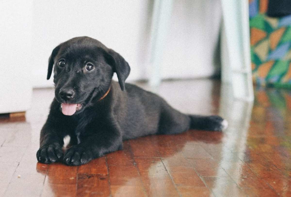 Cucciolo sul pavimento