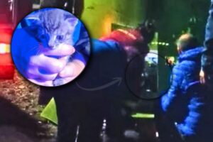 Gattino salvato