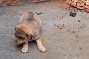 Un cucciolo di cane