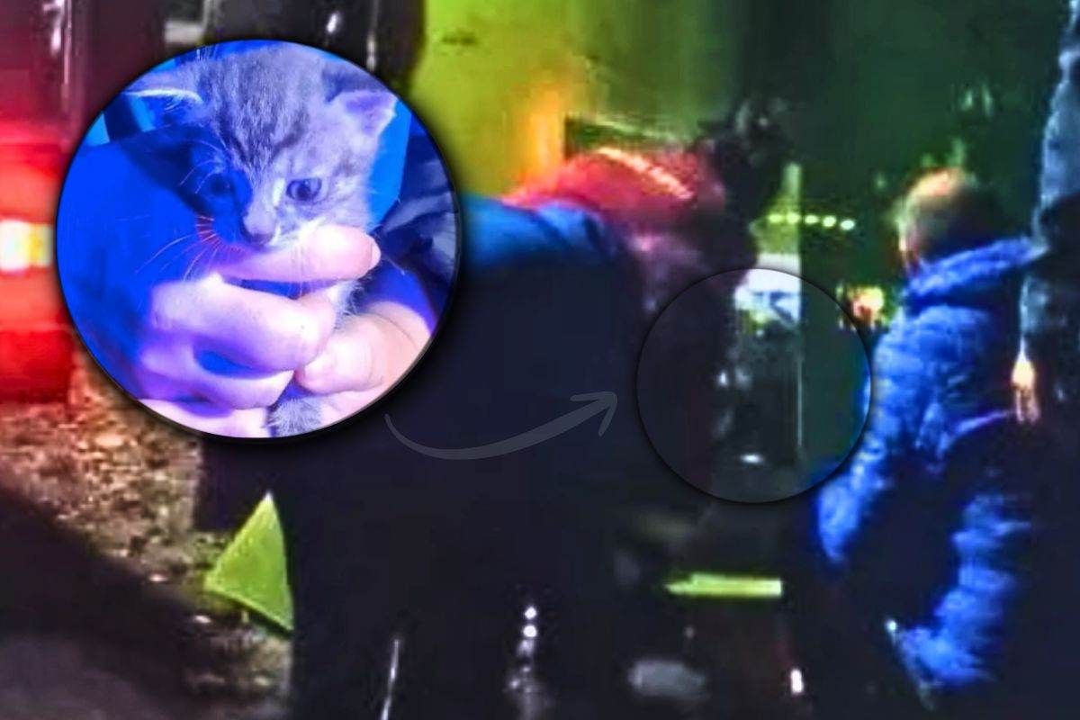 Il gattino recuperato