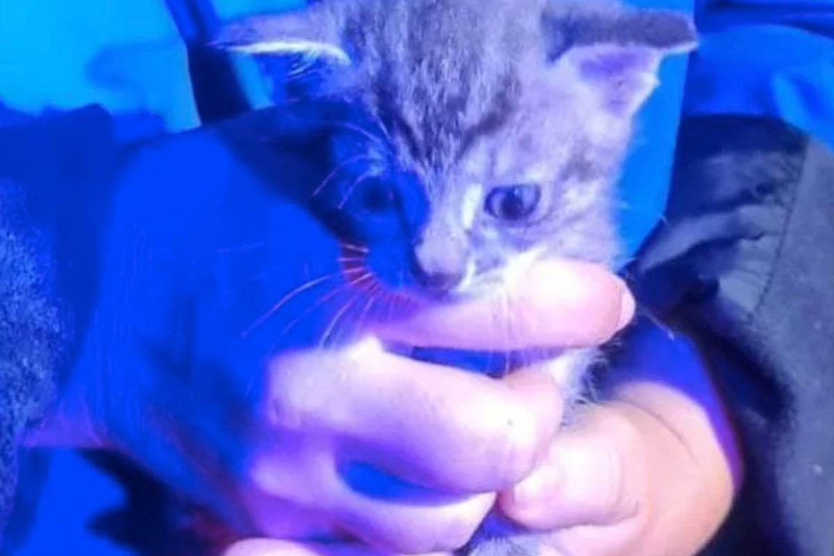Il gatto abbandonato nella spazzatura