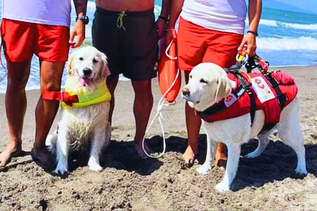 Maia e Panna unità cinofile di salvataggio