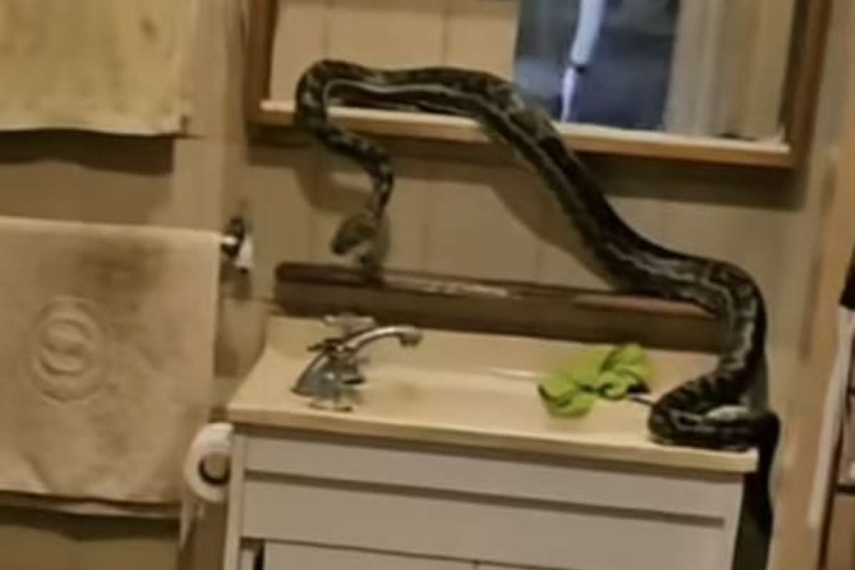Sentono un tonfo pitone in bagno