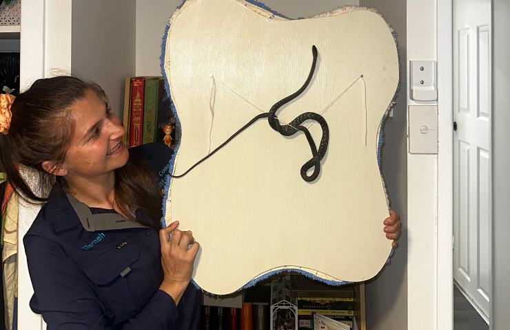 Il serpente nascosto dietro al quadro