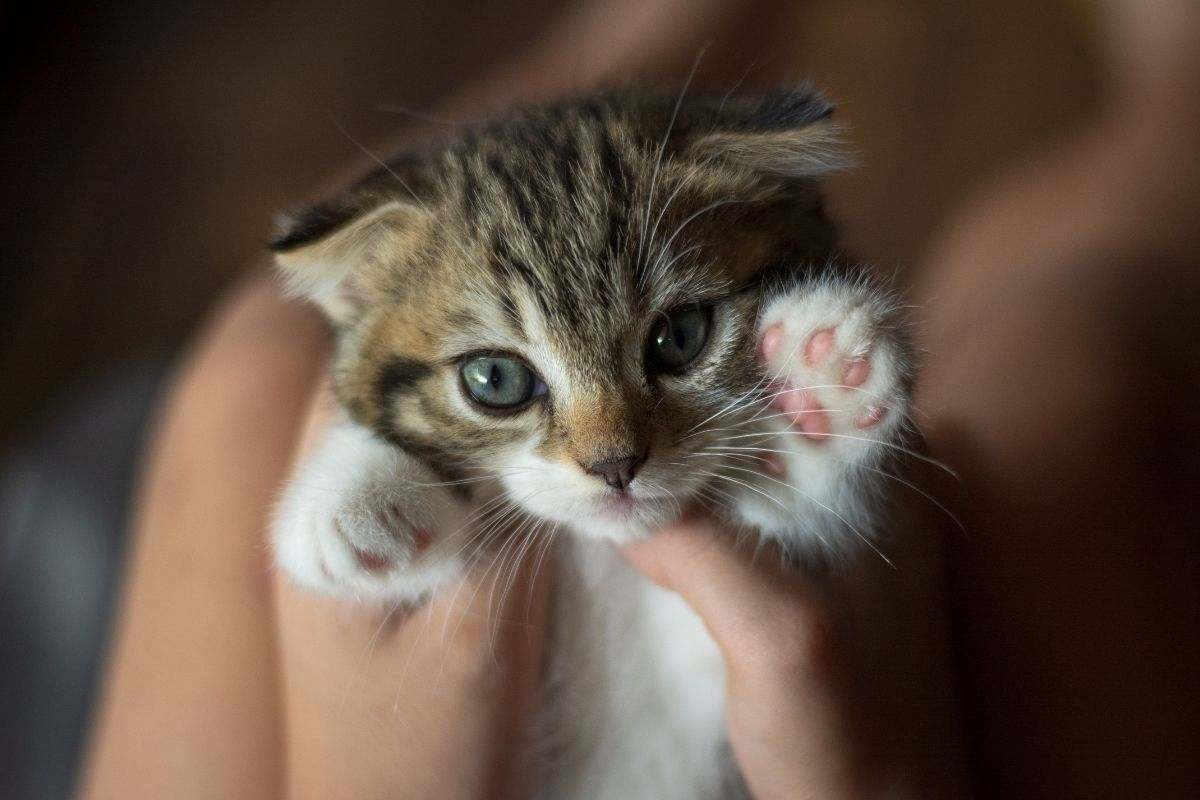 Un gattino di poche settimane