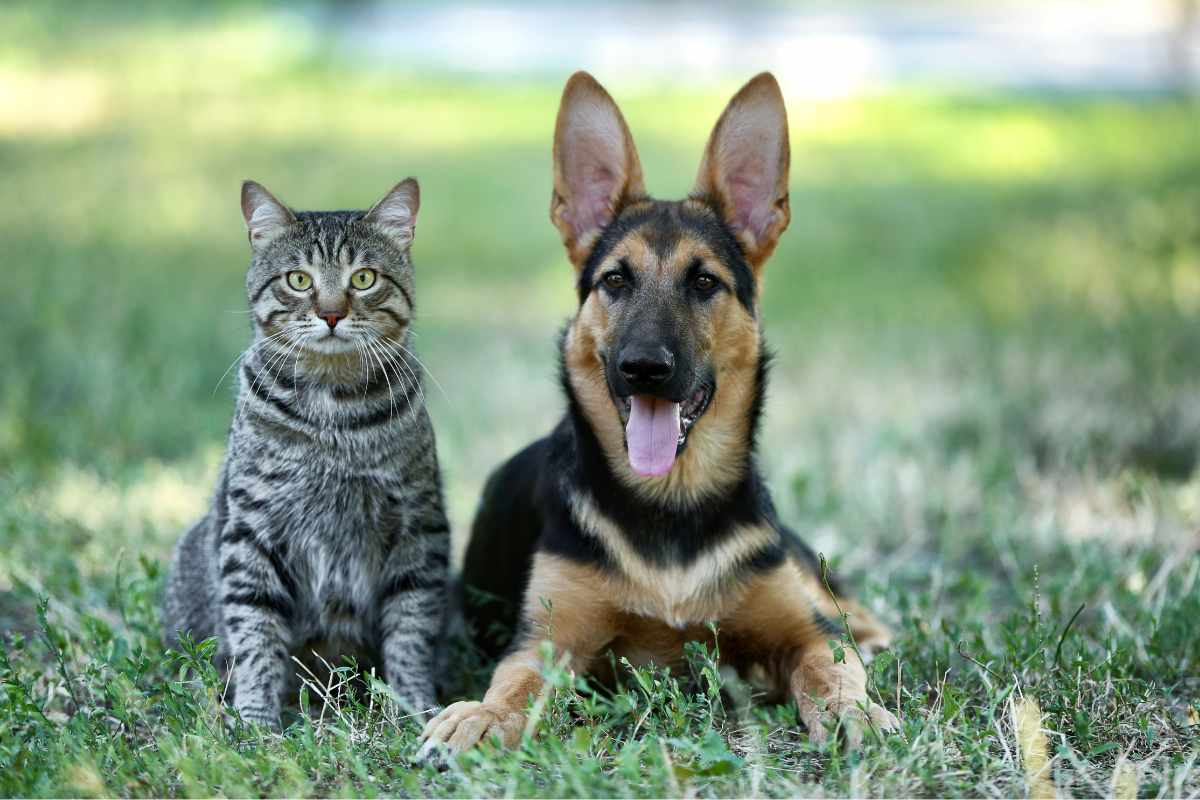 cane e gatto