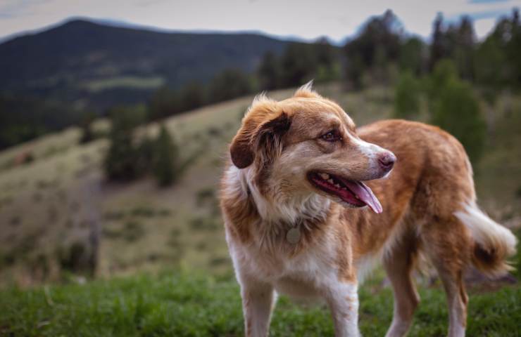 cane in montagna