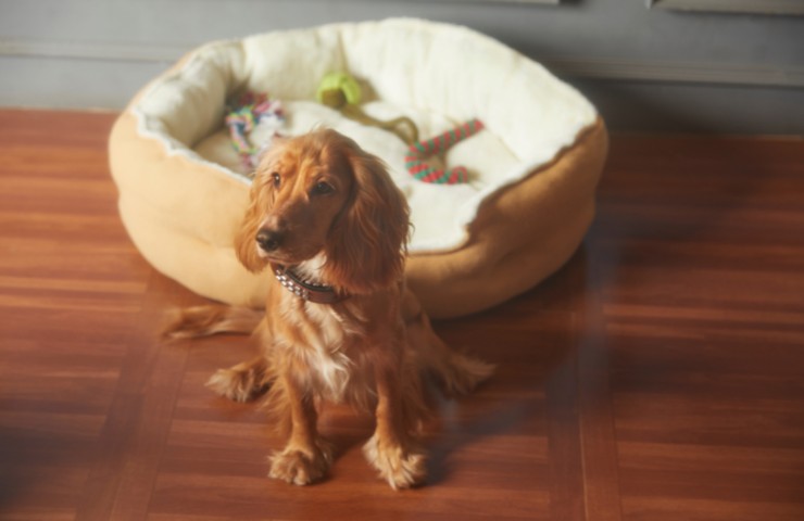 cane irrequieto