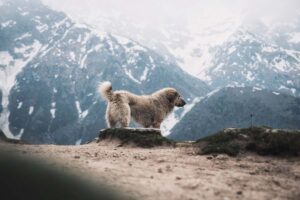 cane in montagna