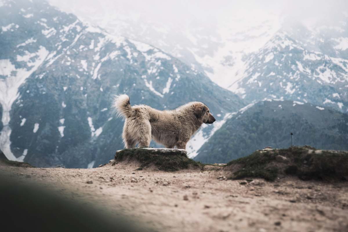cane in montagna
