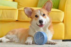 cane corgi con sveglia