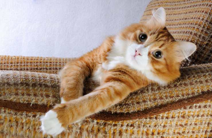 gatto rosso in poltrona