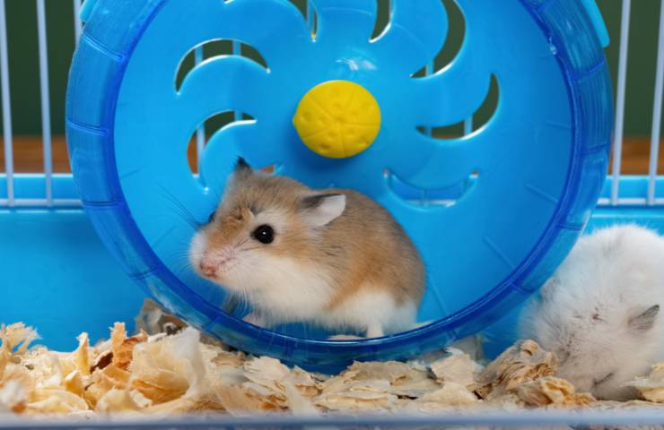 criceto sulla ruota
