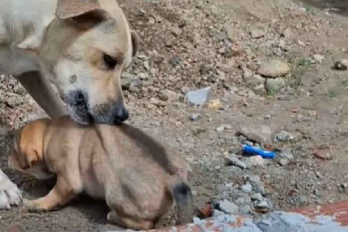 Una mamma con il suo cucciolo