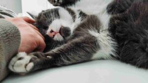 Allergia peli gatto - Anagrafecaninacampania.it