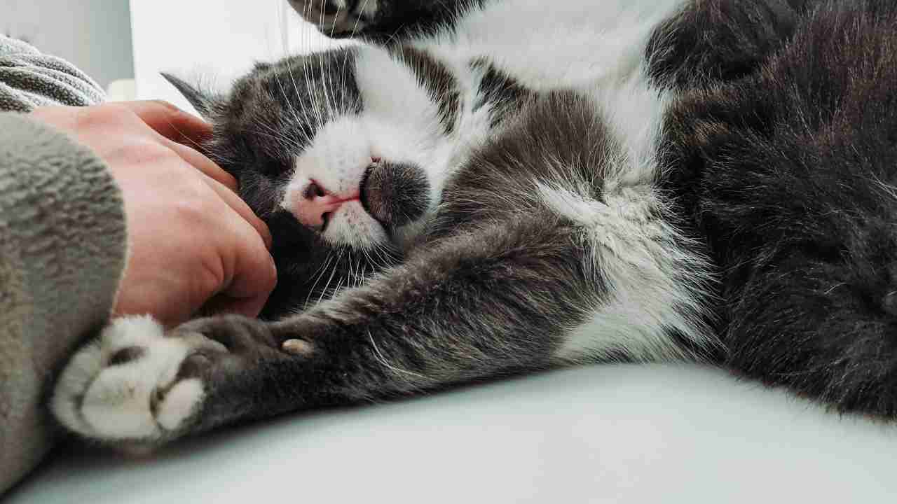 Allergia ai gatti, conviverci si può (e non serve cacciare il micio)