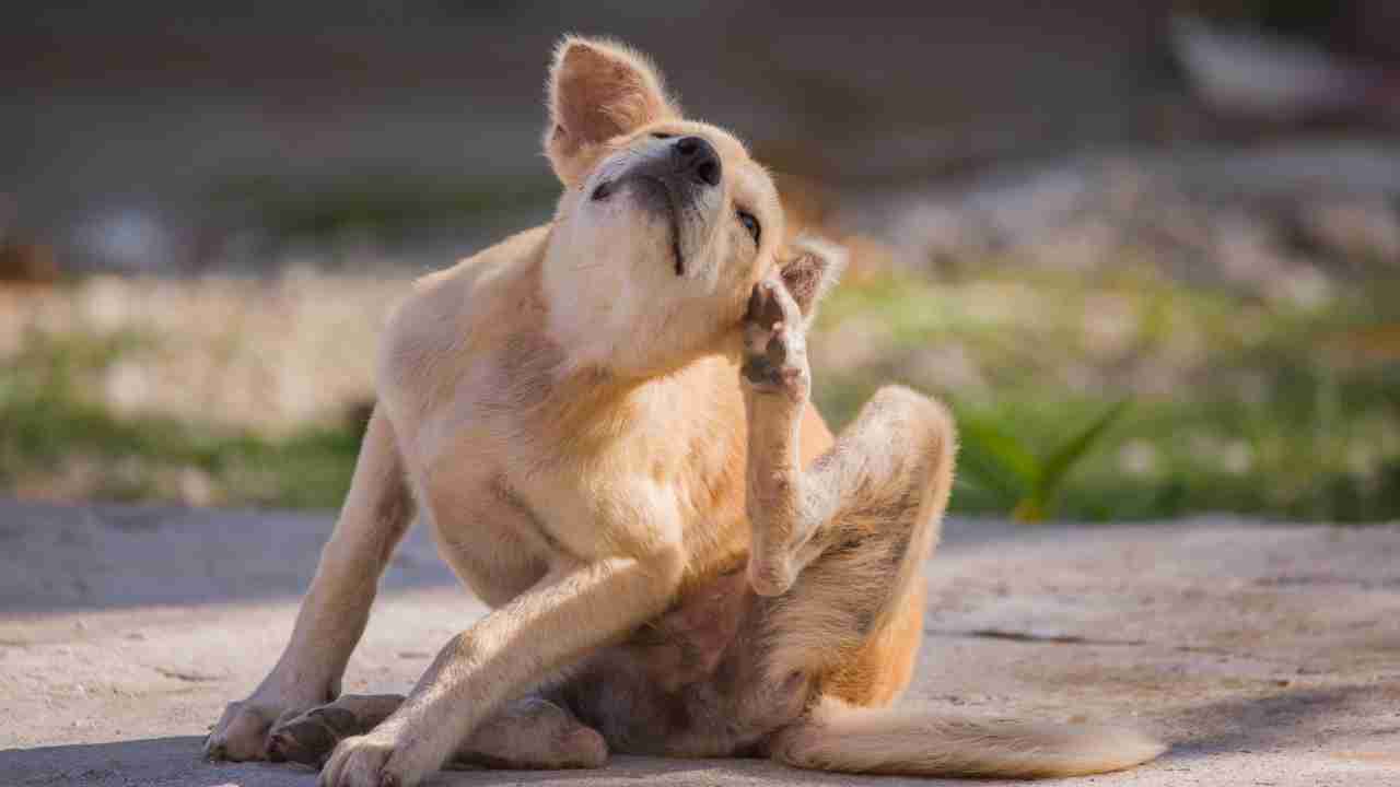 Cane dermatite utopica - Anagrafecaninacampania.it