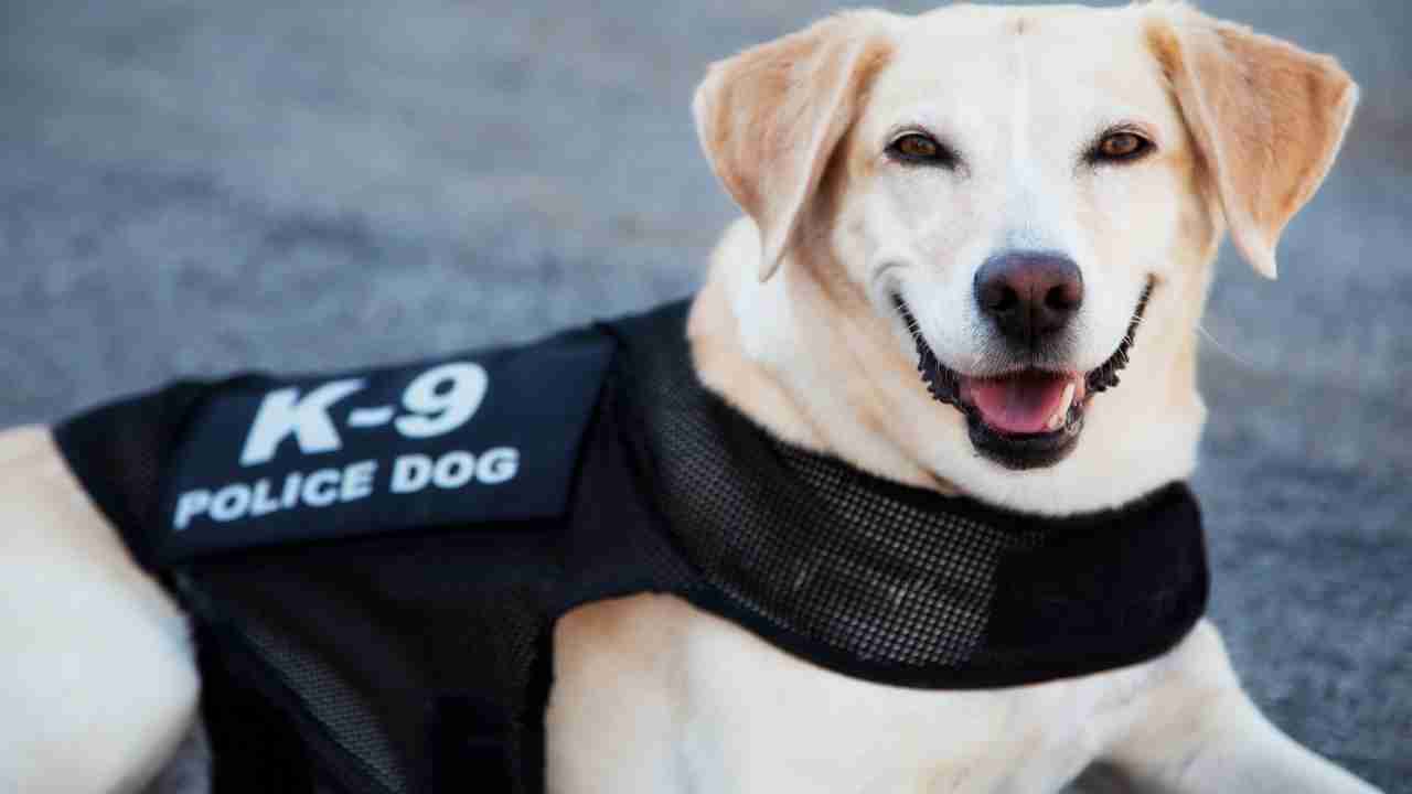 Quei cani poliziotto troppo buoni per il lavoro (e dove trovarli)