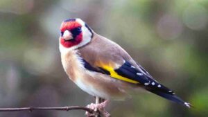 Cardellini cosa possono mangiare - Anagrafecaninacampania.it