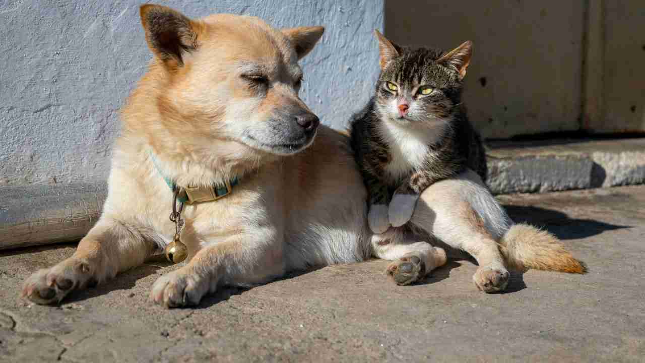 Cibo che cane e gatti non possono mangiare - Anagrafecaninacampania.it