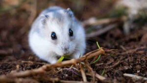 Come far vivere di più un criceto - Anagrafecaninacampania.it