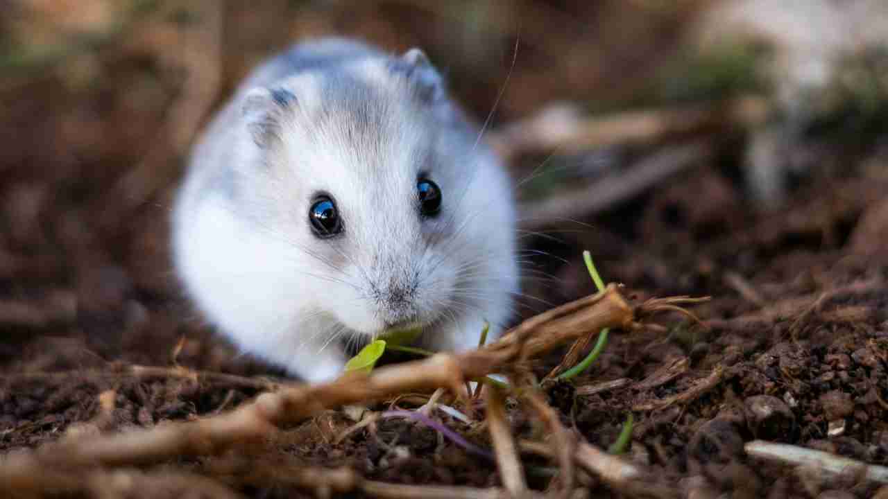 Come far vivere di più un criceto - Anagrafecaninacampania.it