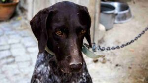 Cosa fare quando si trova un cagnolino abbandonato - Anagrafecaninacampania.it