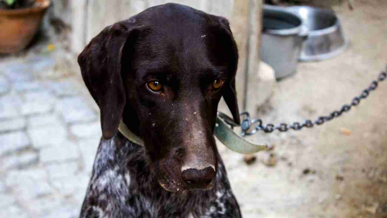 Cosa fare quando si trova un cagnolino abbandonato - Anagrafecaninacampania.it