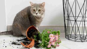 Gatto che fa cadere oggetti con la zampa - Anagrafecaninacampania.it