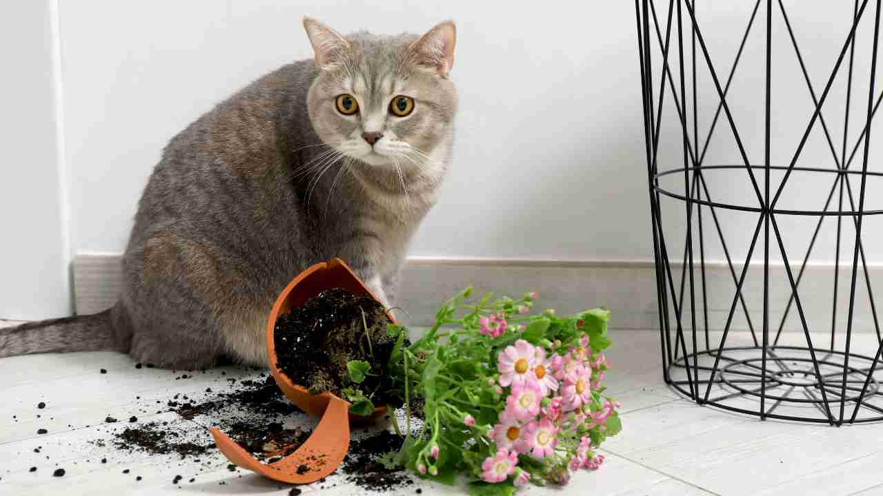 Gatto che fa cadere oggetti con la zampa - Anagrafecaninacampania.it