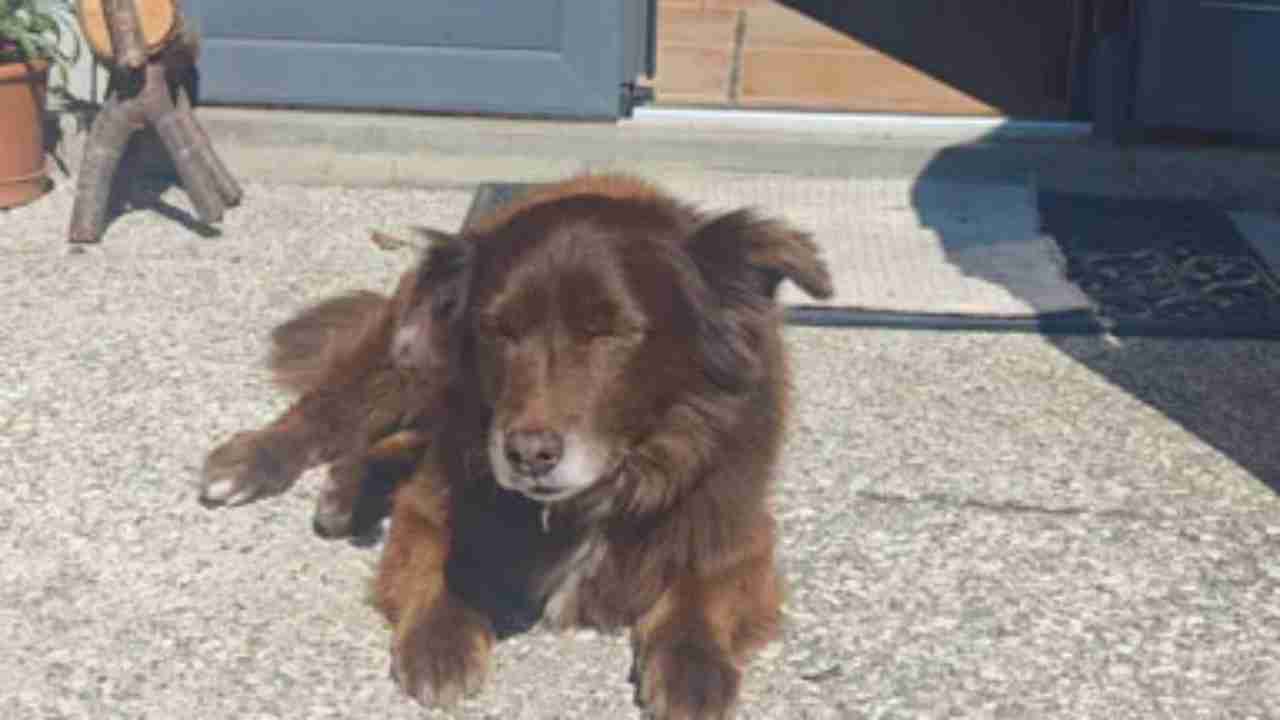 Giustizia per Choco ucciso in strada, l’appello del padrone | VIDEO