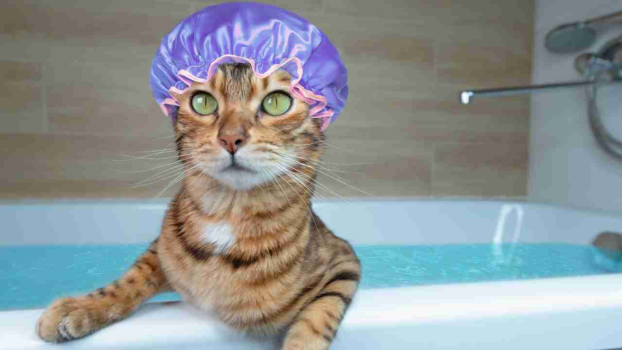 Lavare gatti tecniche - Anagrafecaninacampania.it