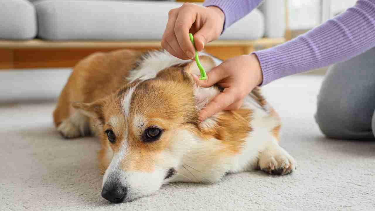 La malattia di Lyme nei cani, il morso che non perdona (ma si può evitare)