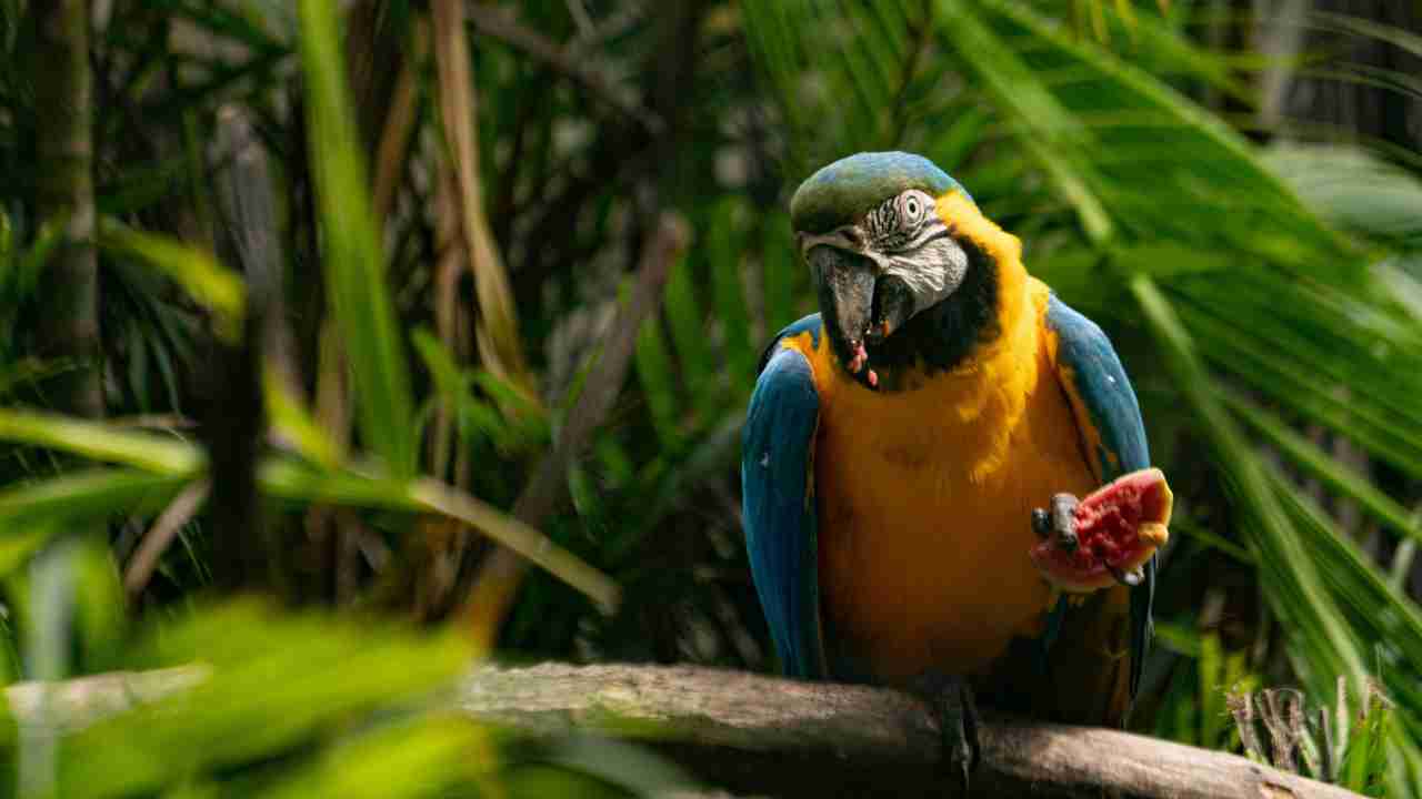 Pappagallo che parla, ecco cosa devi sapere prima di adottarne uno