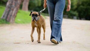 Passeggiata con cane - Anagrafecaninacampania.it