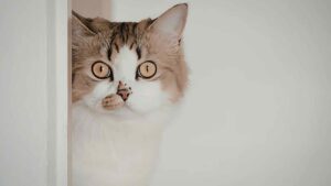 Pulire occhi del gatto - Anagrafecaninacampa