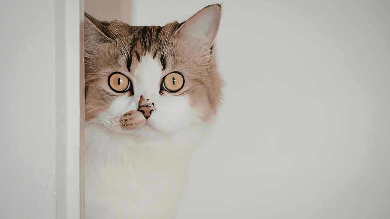 Occhi del gatto, pulirli non è solo un gesto d’amore