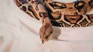 Rettili in casa come fare - Anagrafecaninacampania.it