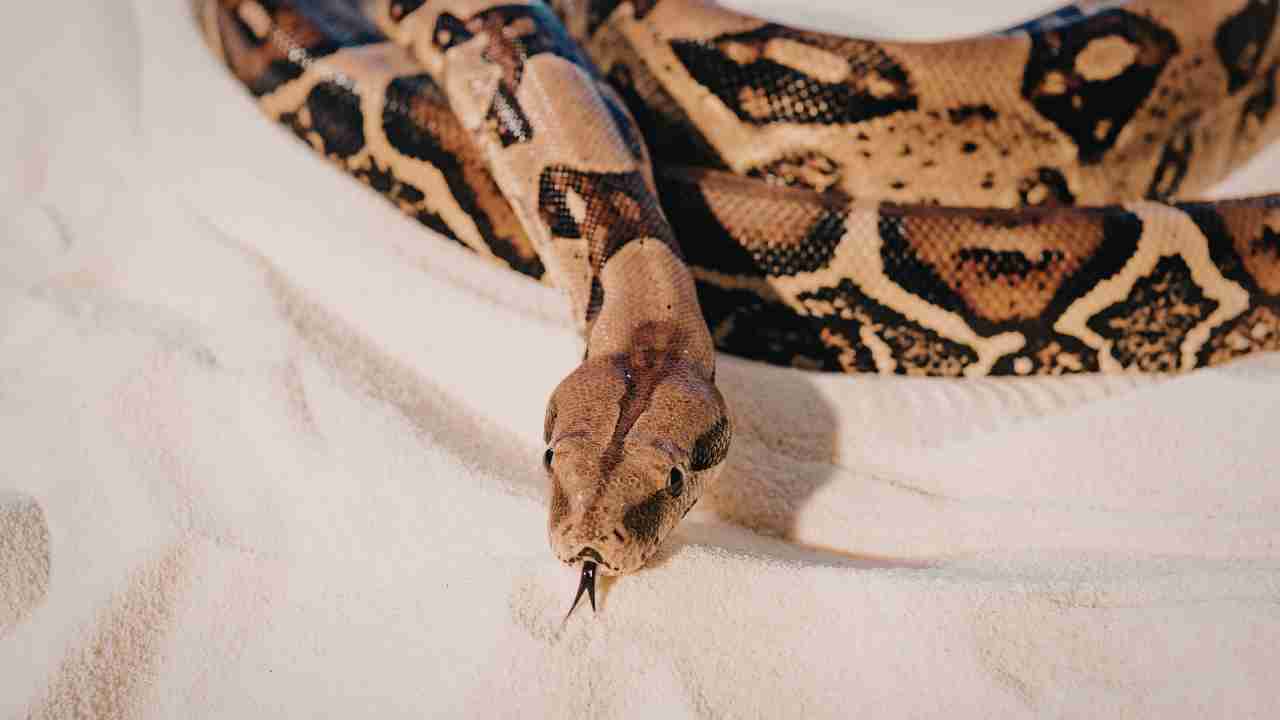 Rettili in casa come fare - Anagrafecaninacampania.it