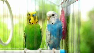 Uccellini caldo torrido - Anagrafecaninacampania.it