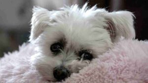 Vaccino leishmaniosi per il cane quando farlo - Anagrafecaninacampania.it