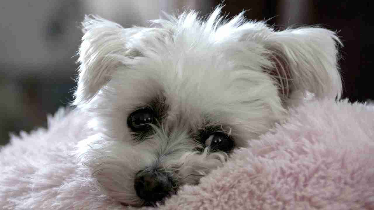 Vaccino leishmaniosi per il cane quando farlo - Anagrafecaninacampania.it