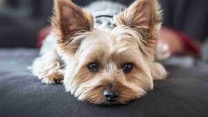 York Shire cane per bambini - Anagrafecaninacampania.it