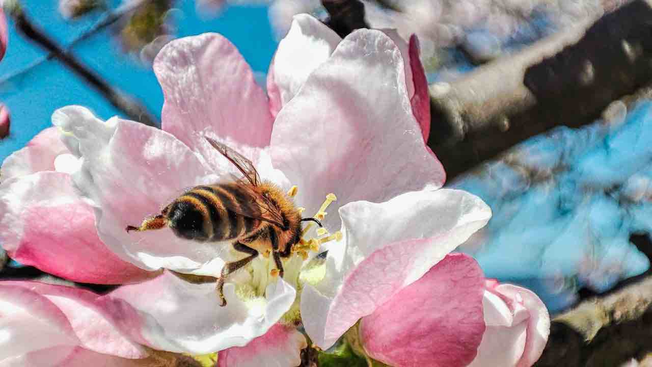 Allontanare le api non vuol dire ucciderle, cosa bisogna fare per stare tranquilli