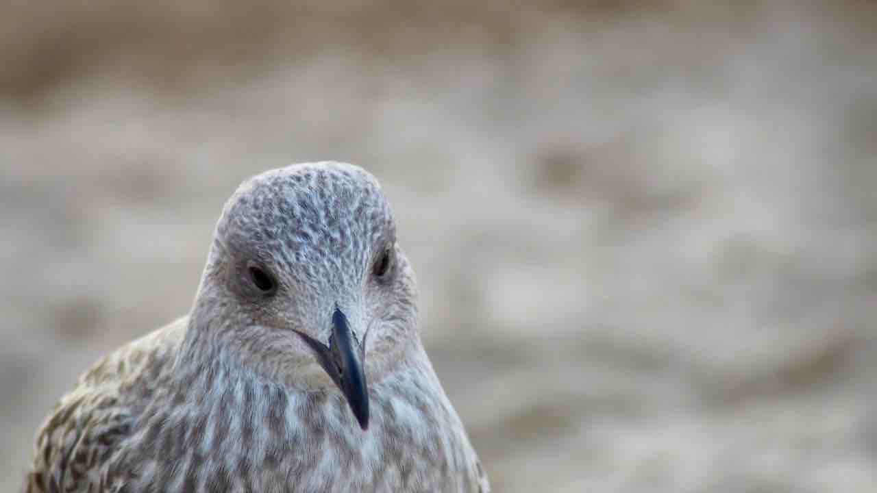 Se trovi un cucciolo di gabbiano in pericolo, salvalo, ma devi fare avere queste accortezze
