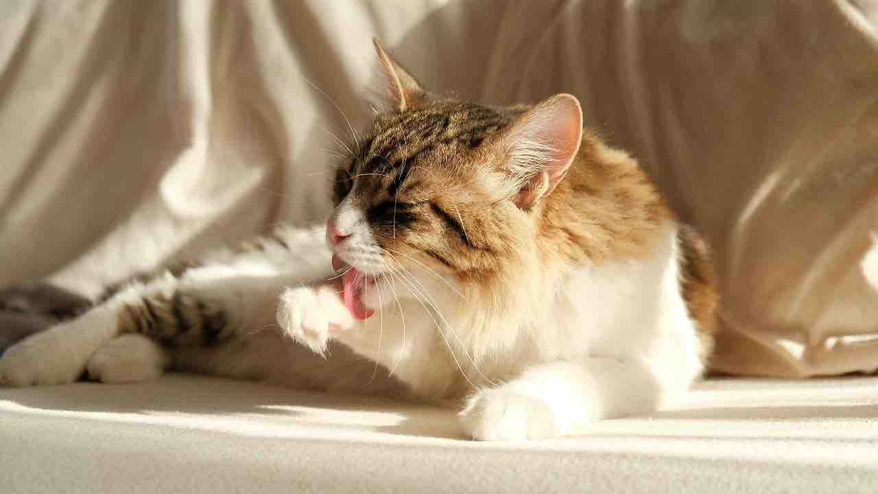 gatto che si lecca