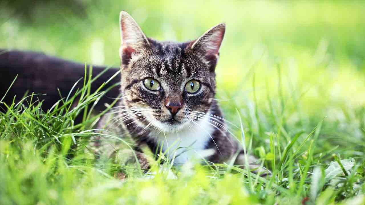 gatto nell'orto