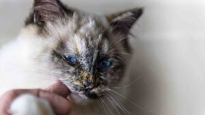 il tuo gatto ti mordicchia